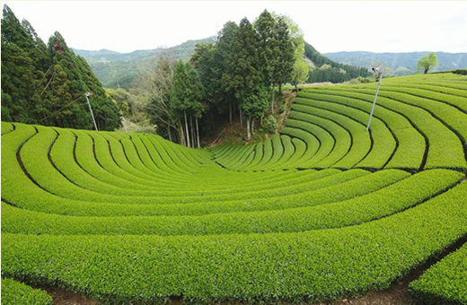 environmental impact assesment for agricultural sector in Kenya